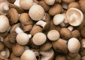 Mushrooms