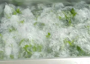 Bubble cleaning machine for vegetables
