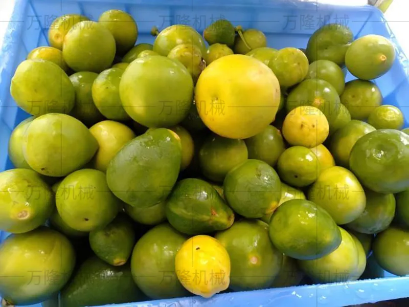 Citrus cleaning machine