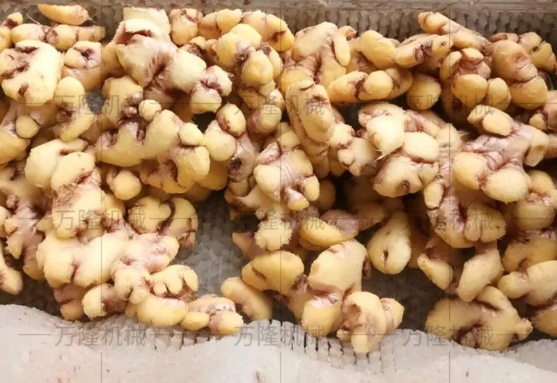 Ginger cleaning and peeling machine