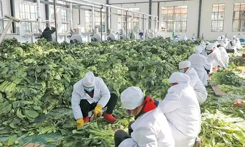 Clean Vegetable Distribution Center