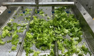 bubble cleaning machine for sale