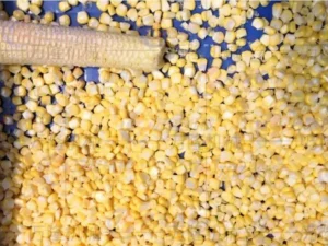 corn washing and blanching production line