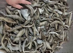 fish skin blanching machine