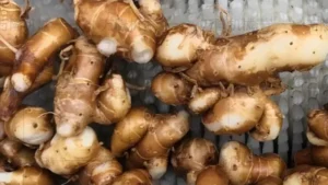 ginger washing peeling machine