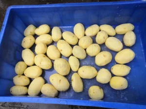 multipurpose vegetable cutting machine