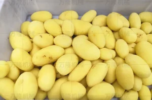 potato peeling and washing machine