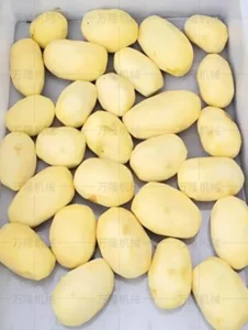 vegetable cutting machine factory