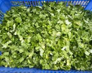 vegetable washing machine