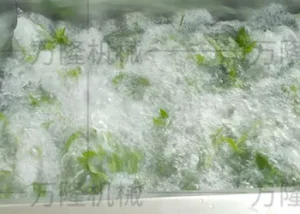 vegetable washing machine