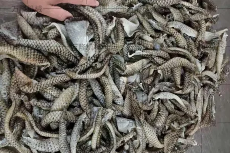 fish skin blanching machine